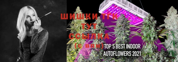 прущие грибы Алзамай